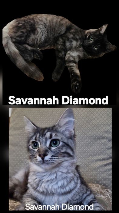 Саванна ф6 подростки