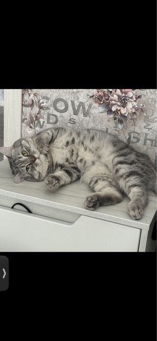 Кот ищет кошечку. Вязка