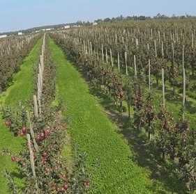 Iarba pentru livada seminte amestec