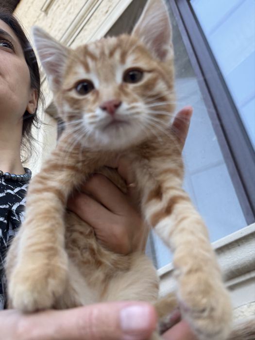 Котенок бесплатно