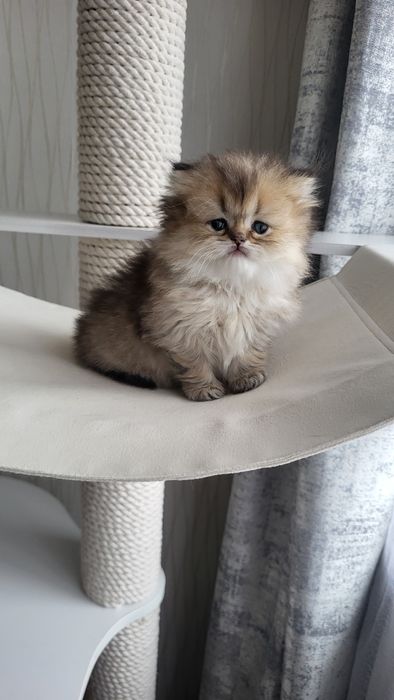 Золотая британские котята