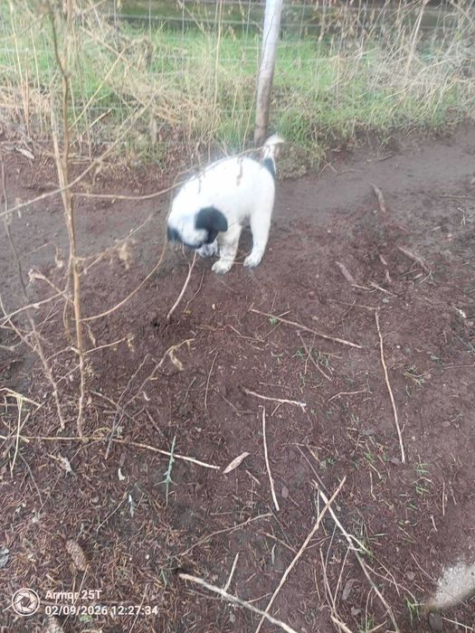 Подарява се кученце