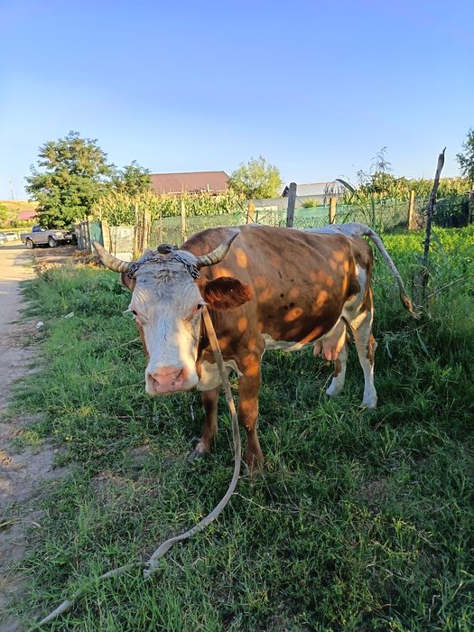 Vaca de vânzare detali la nr de tel 0773856350