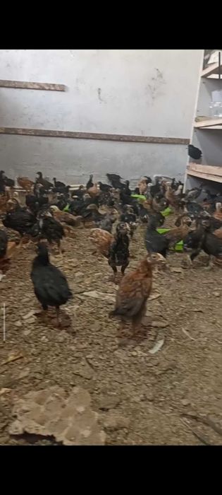 Иддиич3679тш им России ишошпо