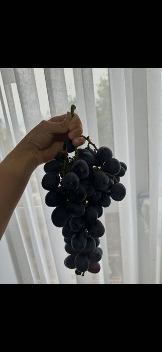 Продам саженцы винограда
