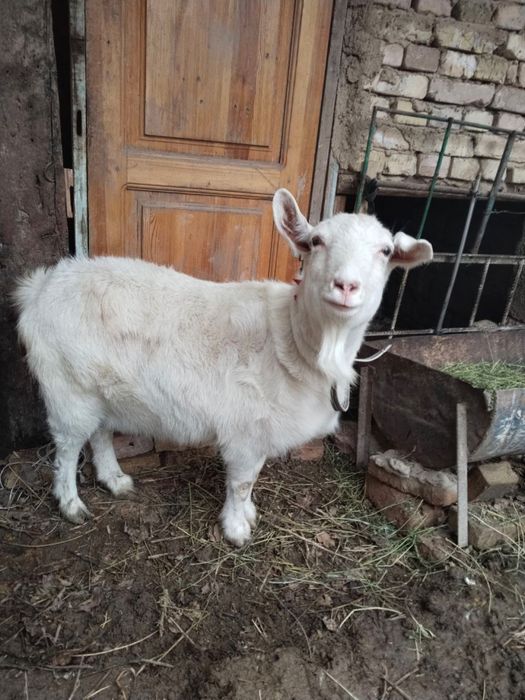 Продаётся Коза пародистая