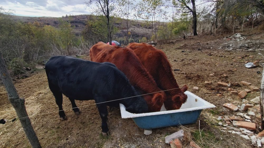 Tăuraș angus cu origine