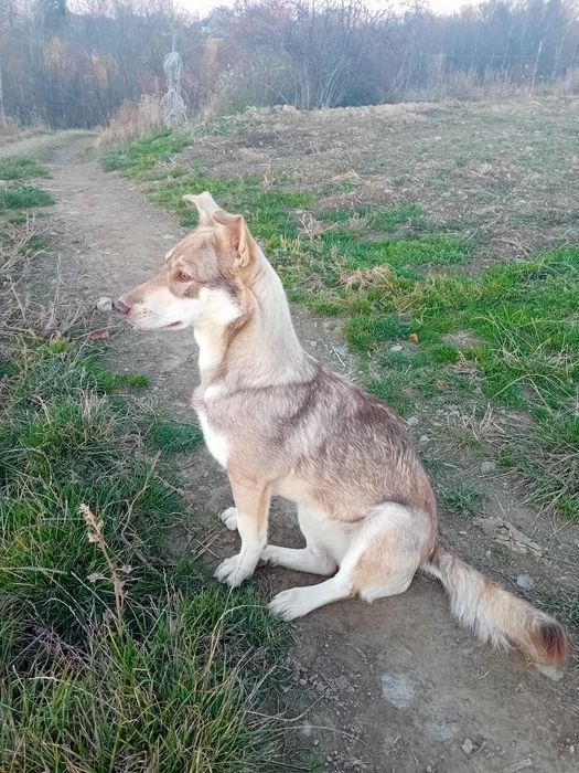 Donez cățeluşă de 2 luni