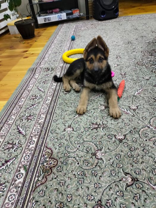 Продам щенка немецкой овчарки