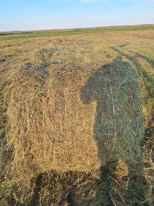 Продам рулоны сена