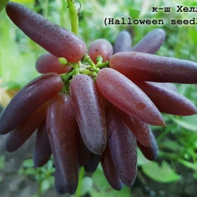 HOSILGA kirgan ko'chatlar