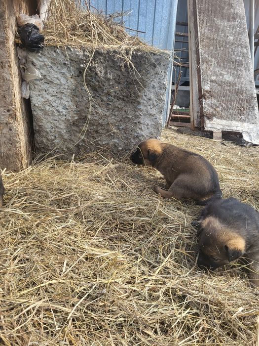Щенки бесплатно, девочки