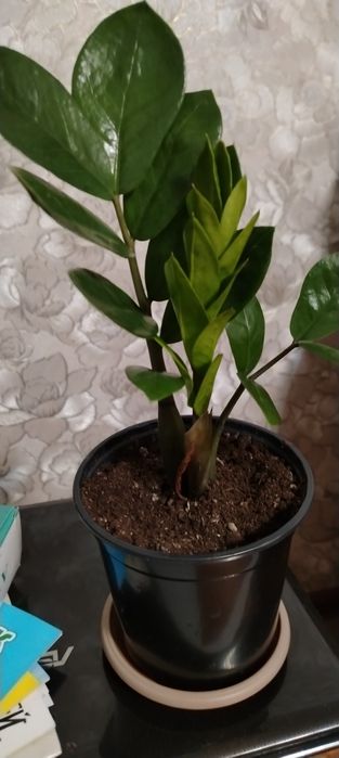 Продам Замиокулькас
