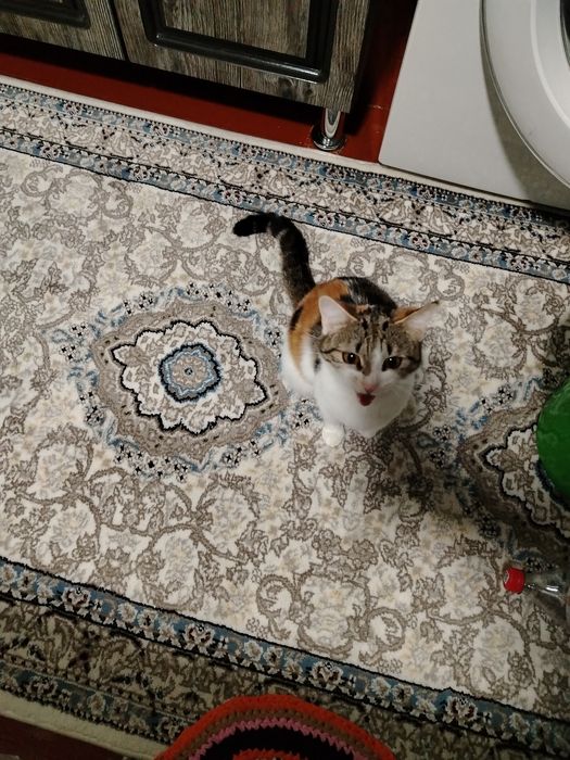 Damashni mushik berladi