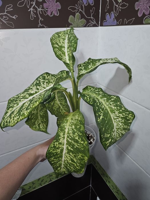 Диффенбахия Mars