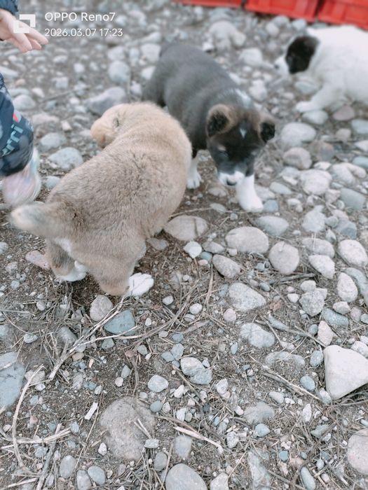 Шеньки Алабай  2 месяца