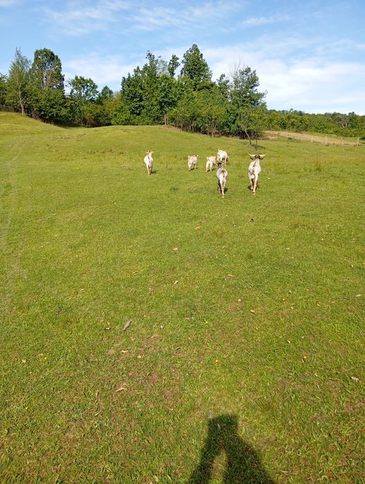 Vind oi cu miei mici,  oi cu miei mici berbeci și capre,miei de anul