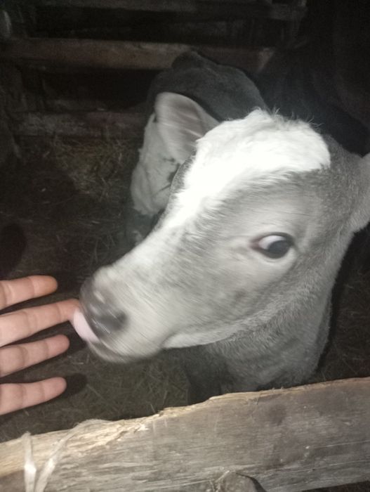 Продам недельную телочку