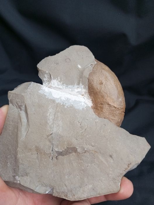 Фосил на  амонит