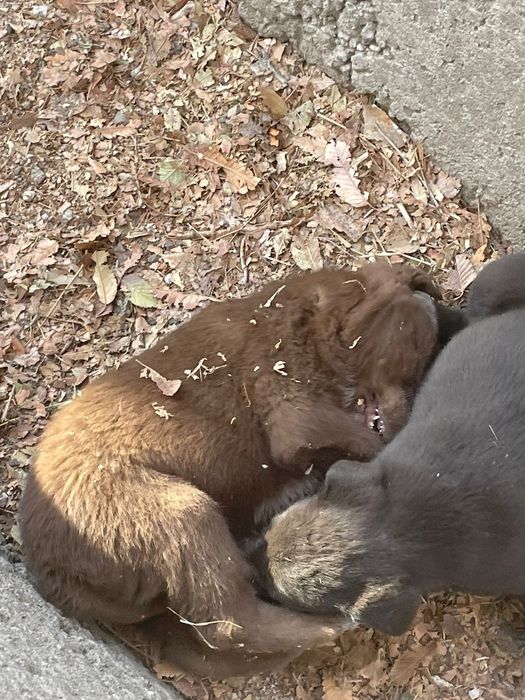 Милые щенки, полупородистые