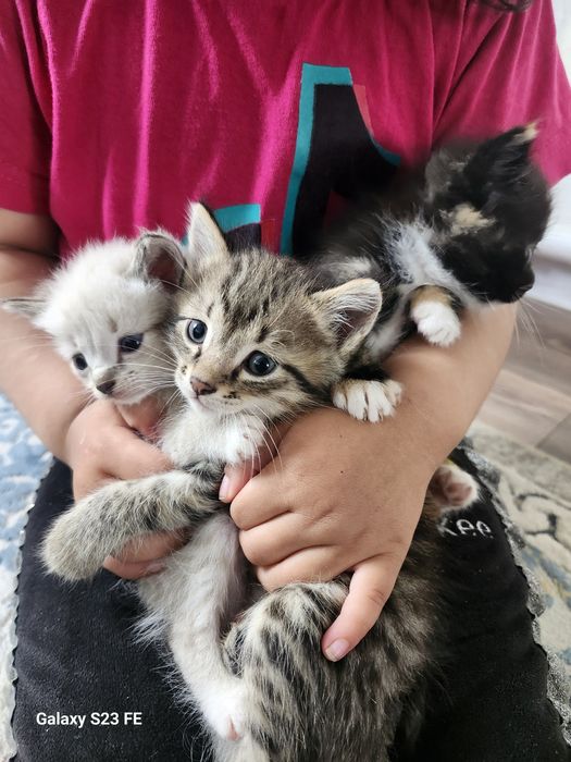 Отдам в добрые руки  котят возраст 1месяц 4дня