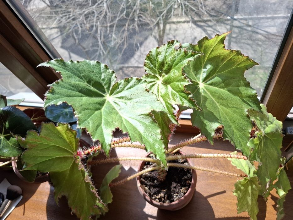 Бегония комнатные растения