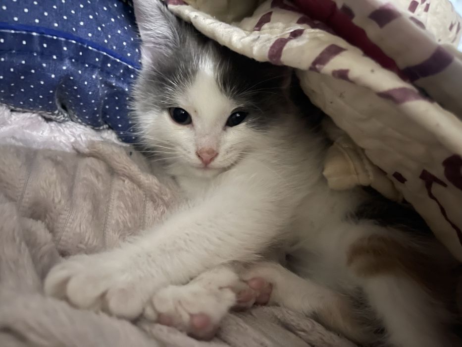 Бесплатно котенок