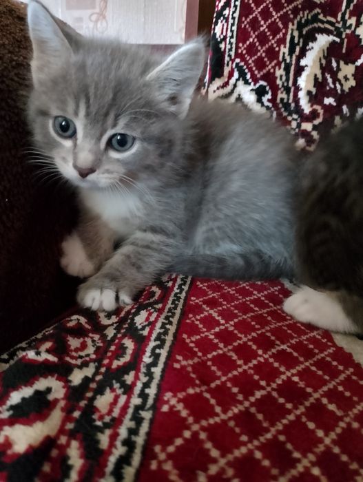 Котята  домашние