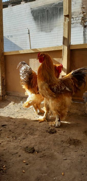 Брама товуқ  тухуми сотилади