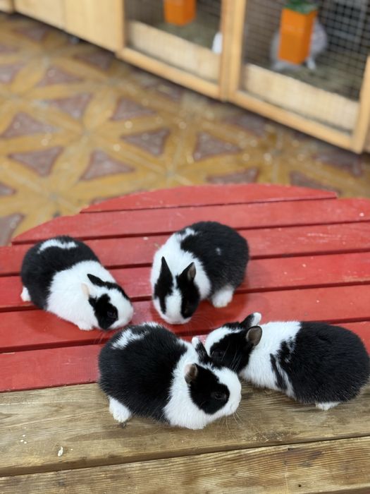 Karlikviy quyon bolari Sotuvda