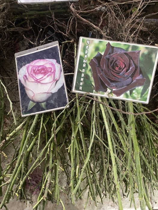 Роза көшеттері..