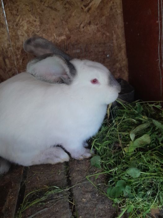 Кролики  крольчата