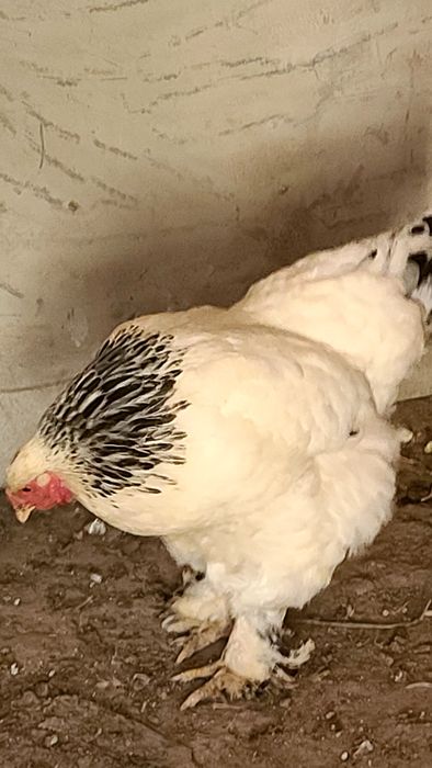 GIGANT SVETLI BRAMA xo‘rozla sotiladi