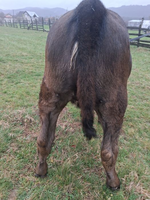 Vând 2 vitele și un taur