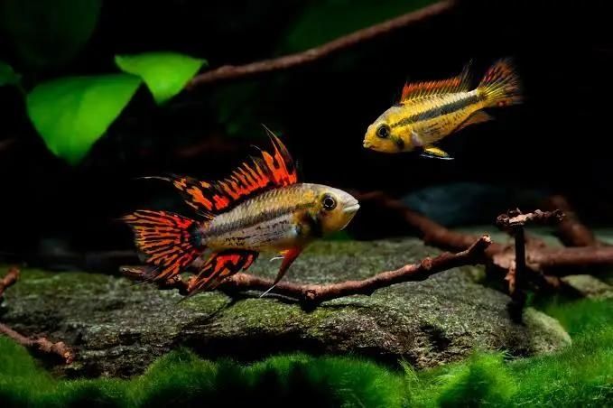 Апистограмма Какаду