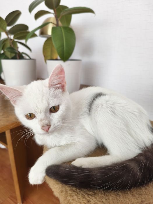 Отдам в добрые руки котёнка