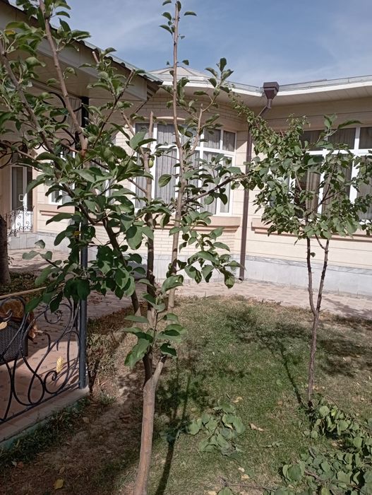 Archa kesish dorilash xizmati