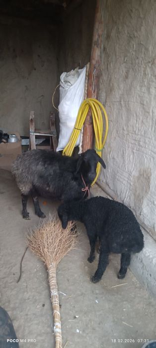 Она бола куй боласи нар 4 Корин тукан