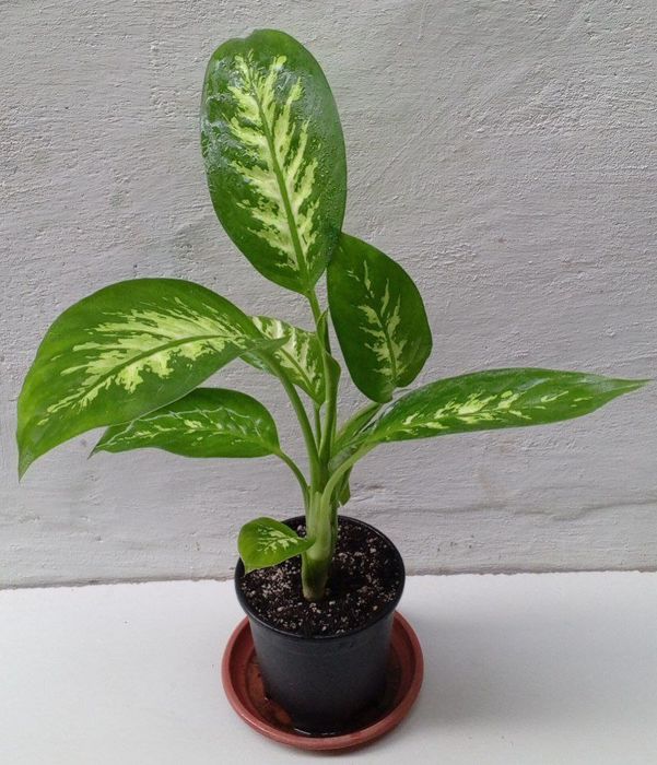 Диффенбахия Тропик Сноу.  Экзотические цветы для дома и офиса