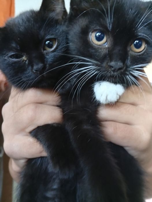 Отдаем прекрасных котят.