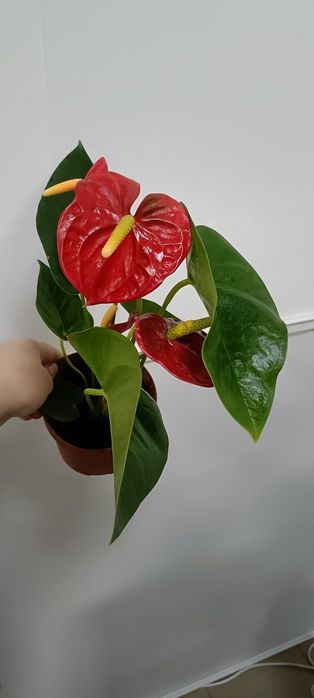 Антуриум:4500 тенге