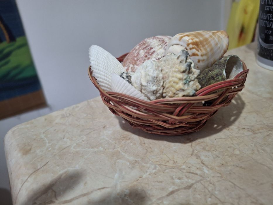 Продам  ракушки морские