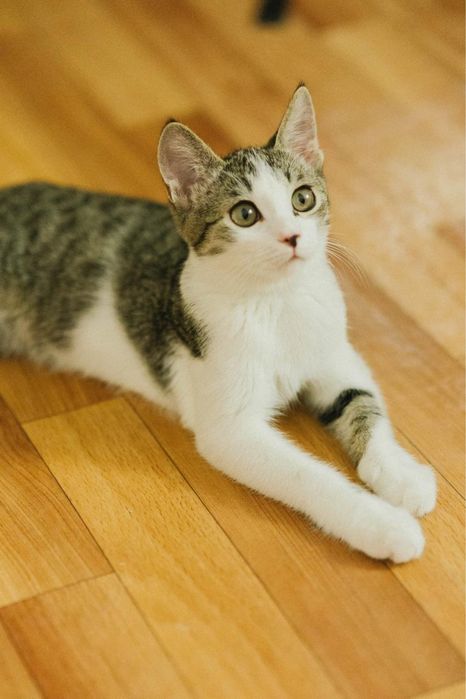 Котенок мальчик в поиске дома