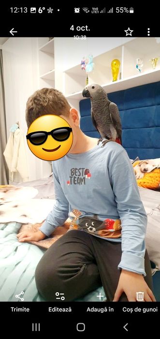 Papagal Jako(African gray) mascul 4 luni test ADN  foarte bland