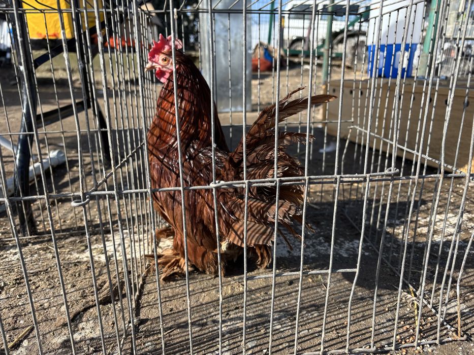 Pitice de rasa mature  craiova