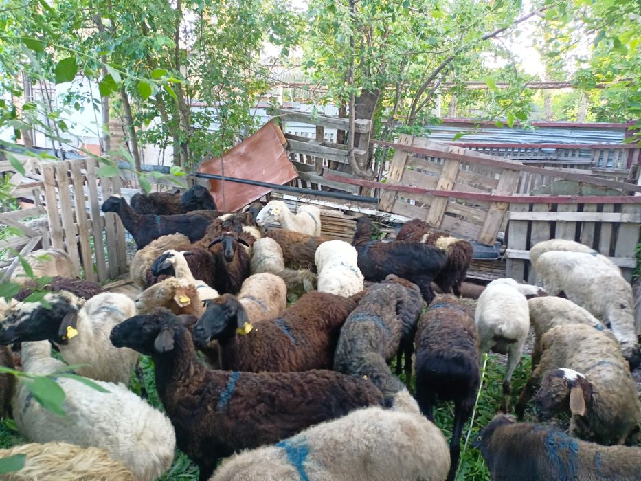 Құрбанға қой сатылады