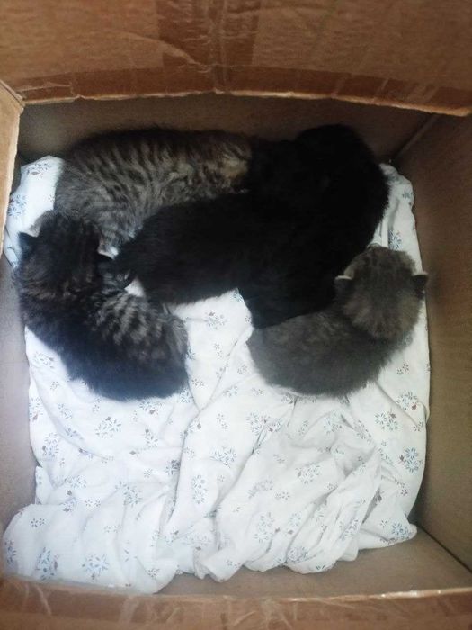 Котята в хорошие руки