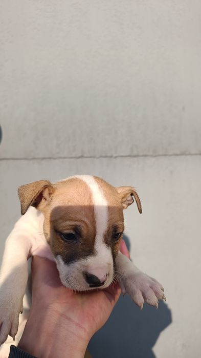 Чистокровные щенки Питбуля (АПБТ)