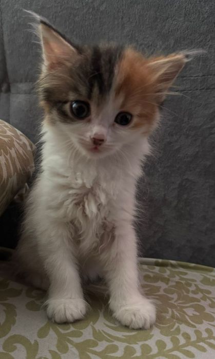 Котята бесплатно