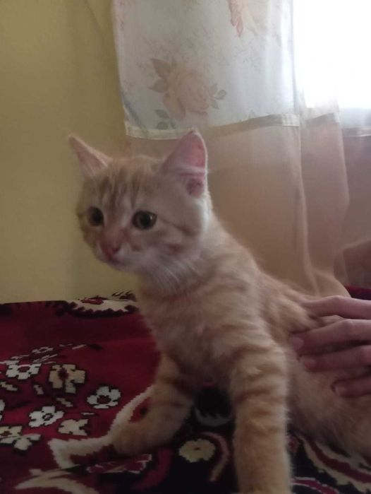 Отдам котенка в добрые руки